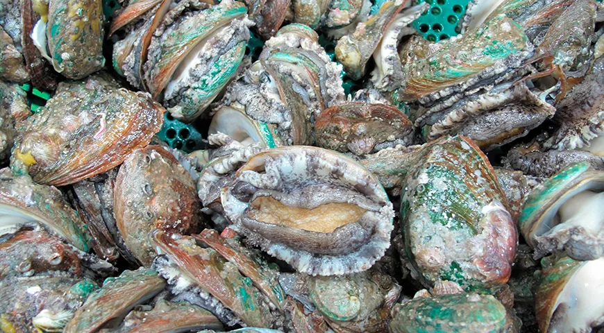 Морское ушко, или абалон, обладает уникальной раковиной овальной формы