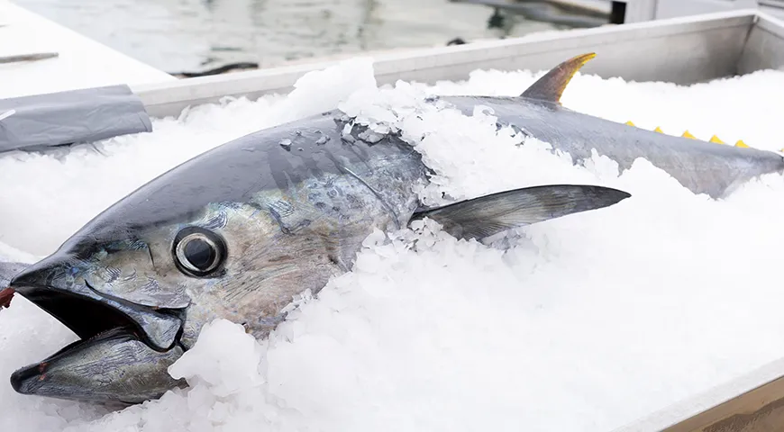 На полки российских магазинов тунец попадает, как правило, после заморозки. Поэтому дома старайтесь готовить сразу и не замораживать мясо повторно