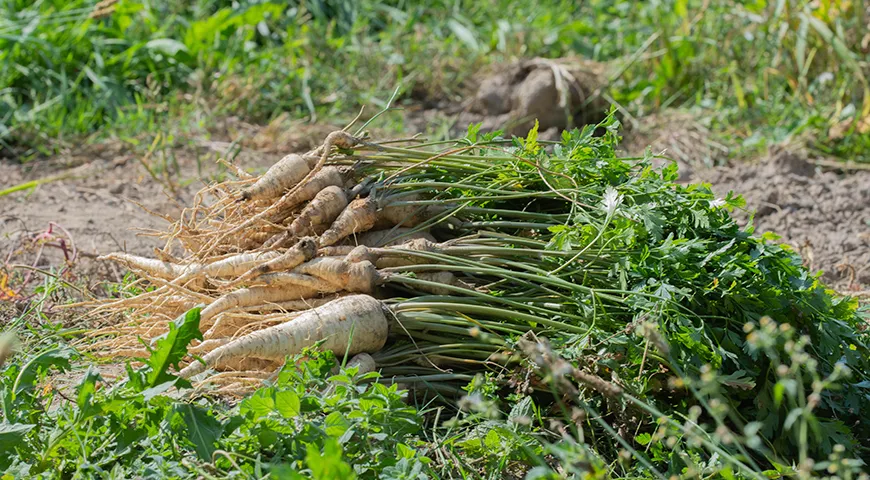 Корень петрушки выкапывают с конца сентября по ноябрь
