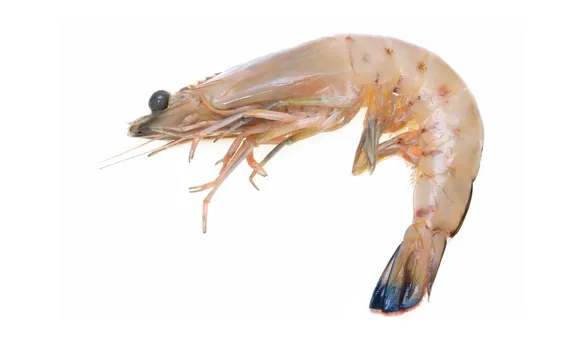 Креветки королевские