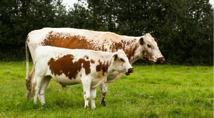 Крапчатые коровы – одна из самых старинных пород в Ирландии, которая ценится в стране до сих пор. Это мясная и молочная порода одновременно.