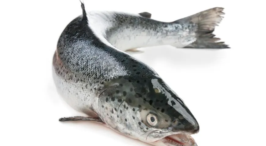 Лосось - описание продукта, как выбирать, как готовить, читайте на ...