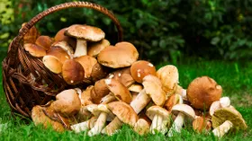 Съедобные и ядовитые грибы: как распознать и не перепутать