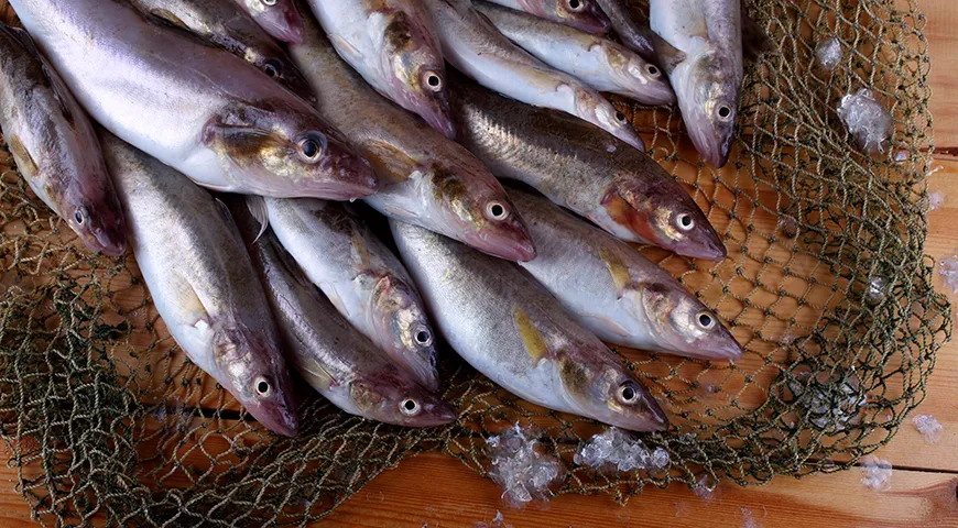 В зимний период у наваги самое жирное, вкусное и насыщенное мясо