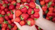 Какие ягоды нужно покупать прямо сейчас — не пропустите сезон