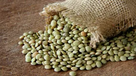 Чечевица зеленая