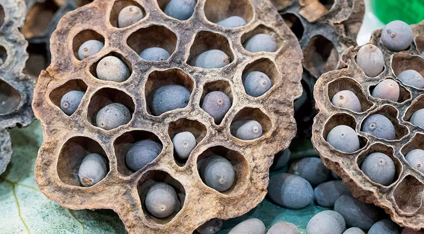 Сухие стручки священного лотоса (Nelumbo nucifera) 