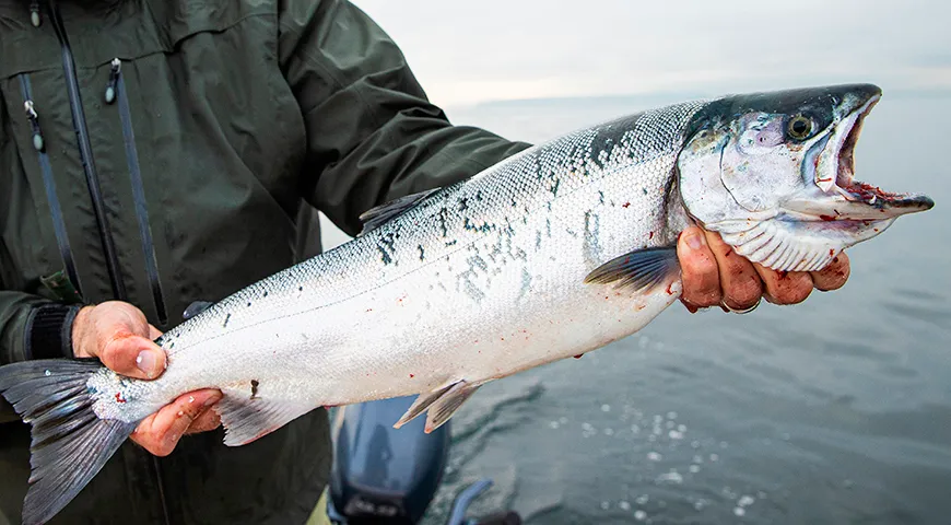 Кижуч — лосось средних размеров, обычно весом 3,5-5 кг и длиной 60-80 см