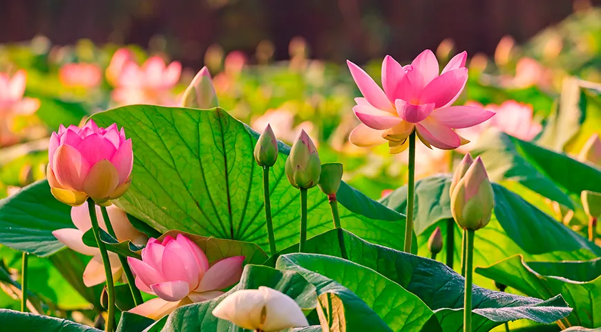 Лотос — одно из самых сакральных и многогранных растений в мировой культуре, воплощение чистоты и обновления