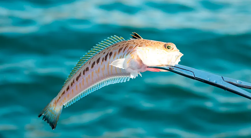 В наши дни морской дракон наиболее распространен в акватории Атлантики — от побережья Великобритании до Марокко, а также в Средиземном море и у атлантического побережья Франции