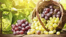 Виноградный сезон: польза и вред, разнообразие, приготовление