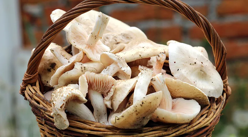 Майский гриб плотный, мясистый с узнаваемым мучным запахом и шляпкой кремовых или желтоватых оттенков поражает своей уникальной биологией всех любителей тихой охоты