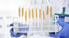 Зерно для вегетарианцев. Российские ученые хотят вывести суперполезный сорт пшеницы
