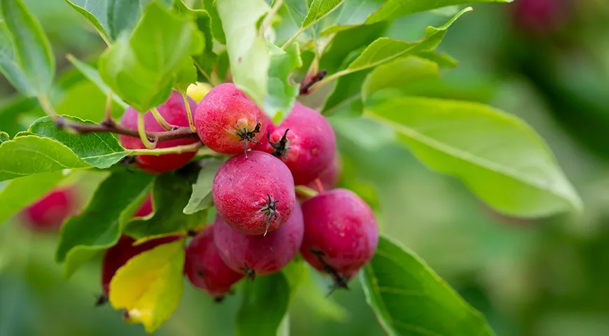 Из-за склонности к осыпанию созревающую к сентябрю китайку стараются убрать до середины осени