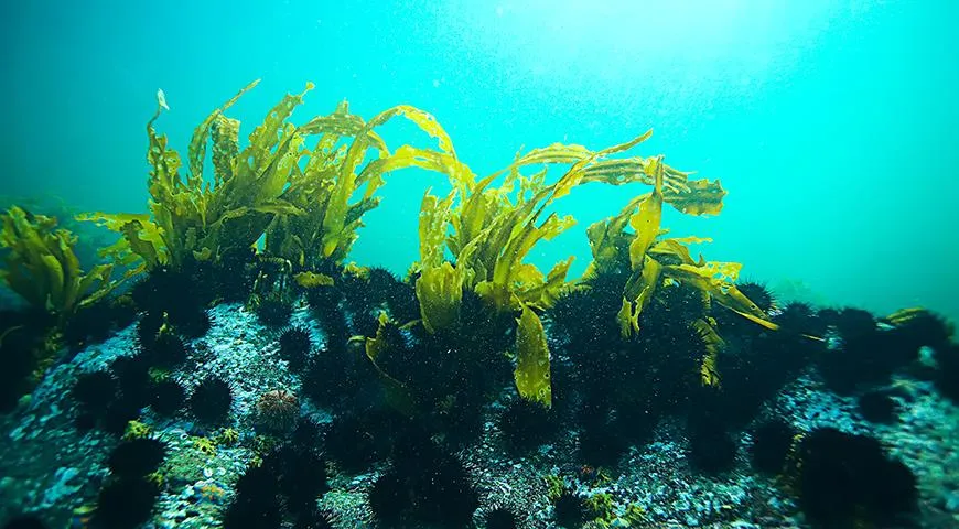 Морские водоросли - самый дешевый продукт, из которого можно сделать сухой корм для людей