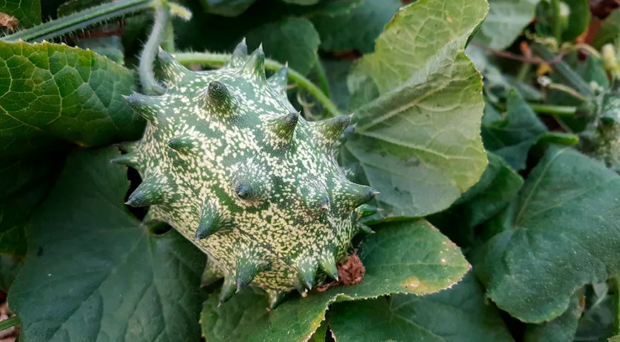 Пик сезона кивано приходится на весну и лето