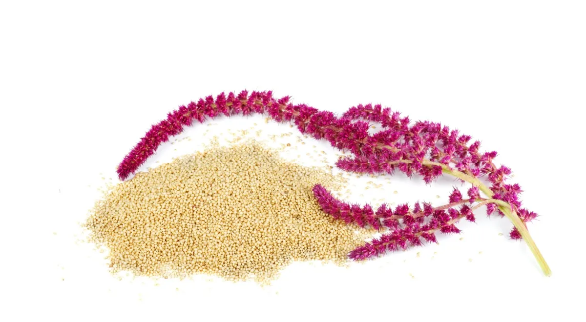 Амарант - описание продукта, как выбирать, как готовить, читайте на ...