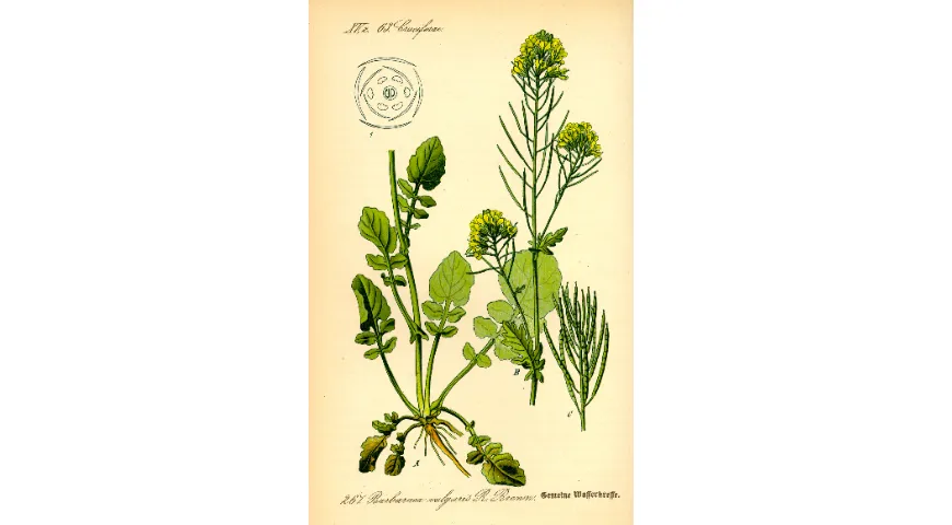 Сурепка (сурепица), ботаническая иллюстрация из книги О. В. Томе Flora von Deutschland, Osterreich und der Schweiz, 1885 г.