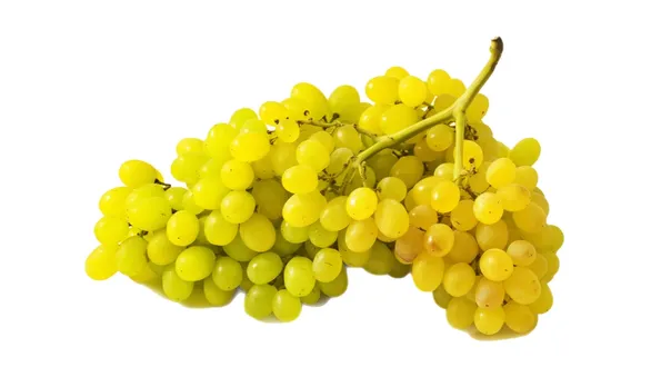 Кишмиш, виноград