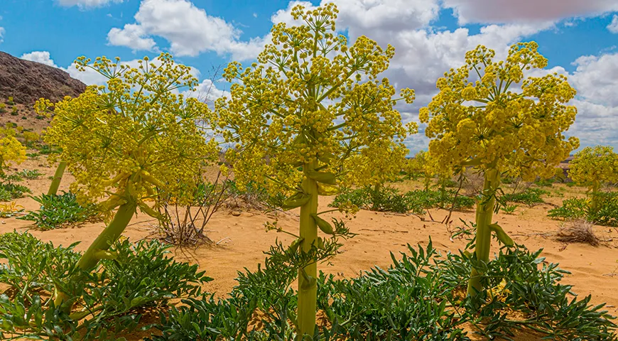 Асафетида — высушенный млечный сок, который добывают из корней дикого растения Ферула вонючая (Ferula asafoetida)