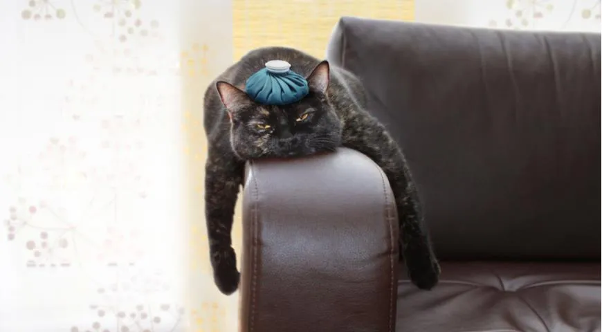 7 лучших продуктов от похмелья