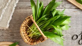 Дикая черемша: сезон сбора по регионам России, правила и штрафы в 2026 году