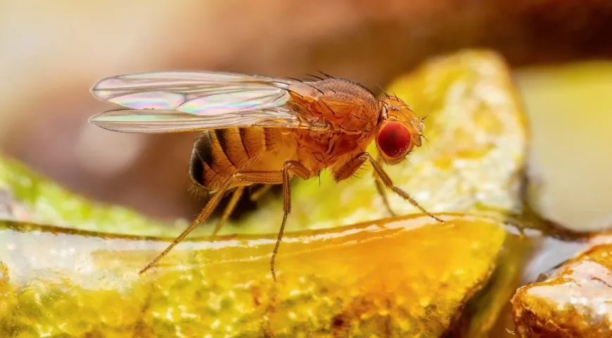 Плодовые мушки ускоряют порчу продуктов