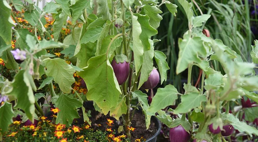 На лето горшки с баклажанами, перцами и томатами полезно выносить в сад или на открытый балкон.
