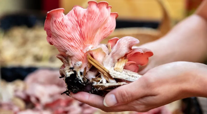 Вешенки полезны для женщин: они помогают сохранять стройность и замедлять процессы старения 