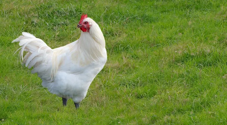 Курица – основа белковой составляющей повседневного рациона народонаселения