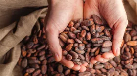 Шоколад может подорожать из-за роста цен на какао-бобы