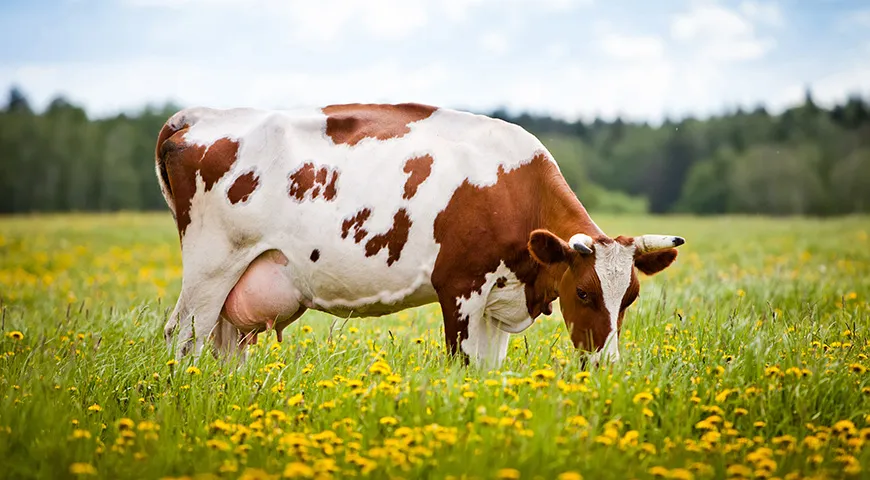 Коровье молоко – важнейший источник полноценного белка