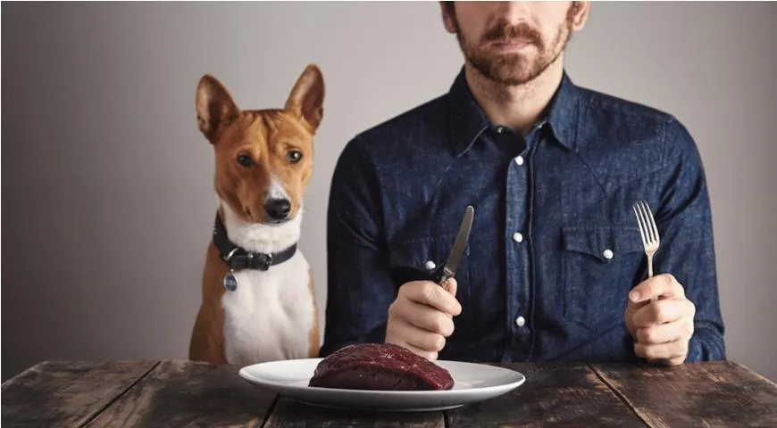 мужчина и пёс ждут еды