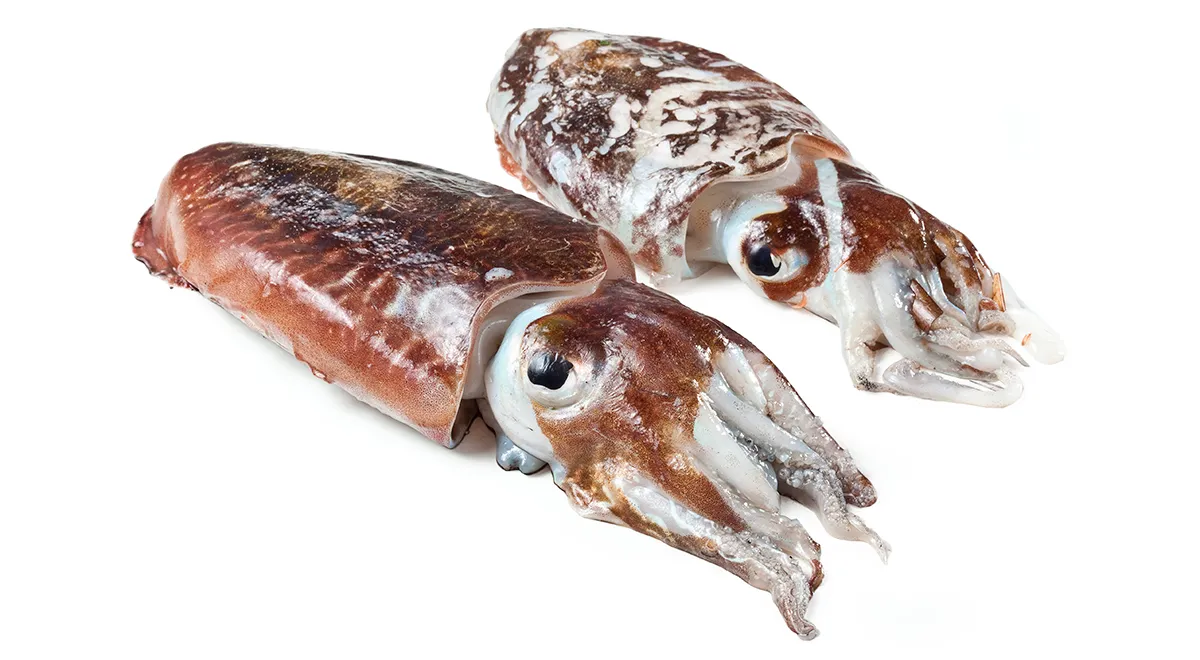 Каракатица