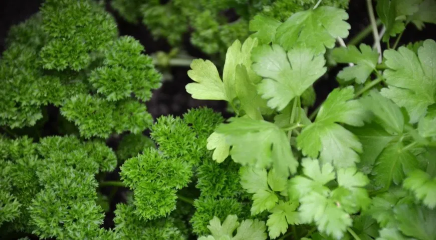 Сорта с гладкими листьями содержат больше эфирных масел, поэтому настой из них получается ароматнее