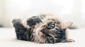 Совет дня: для лучшего самочувствия заведите дома кота