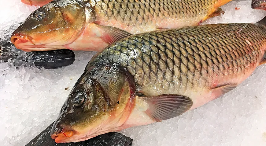 Главный принцип выбора сазана — свежесть, которую определяют по чистому водному запаху и ясным, выпуклым глазам без мути