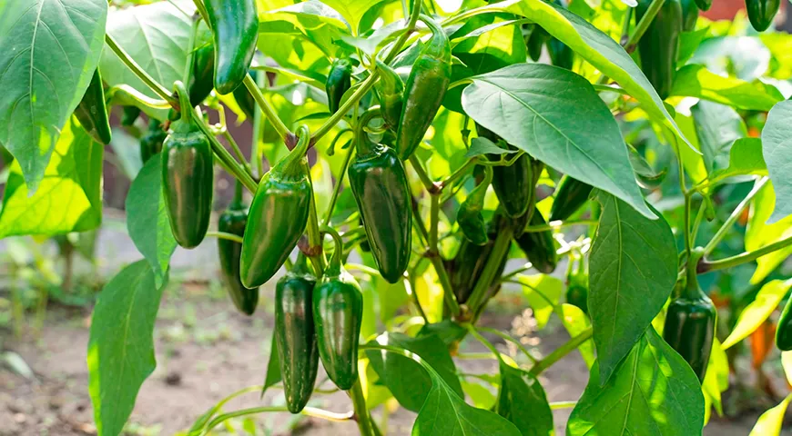 У зеленого халапеньо вкус свежий, с легкой горчинкой