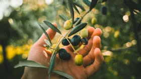 Вкус Испании: 5 блюд из маслин, которые помогут совершить гастрономическое путешествие