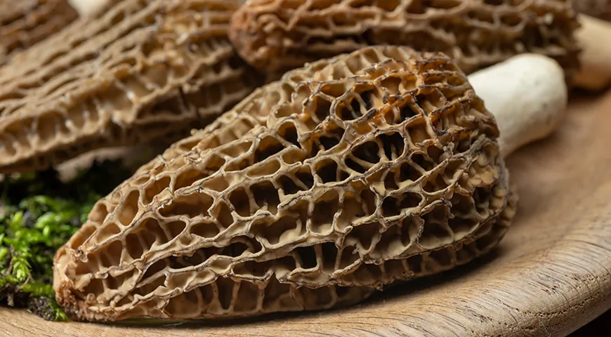 Сморчок конический наиболее часто оказывается в наших корзинках