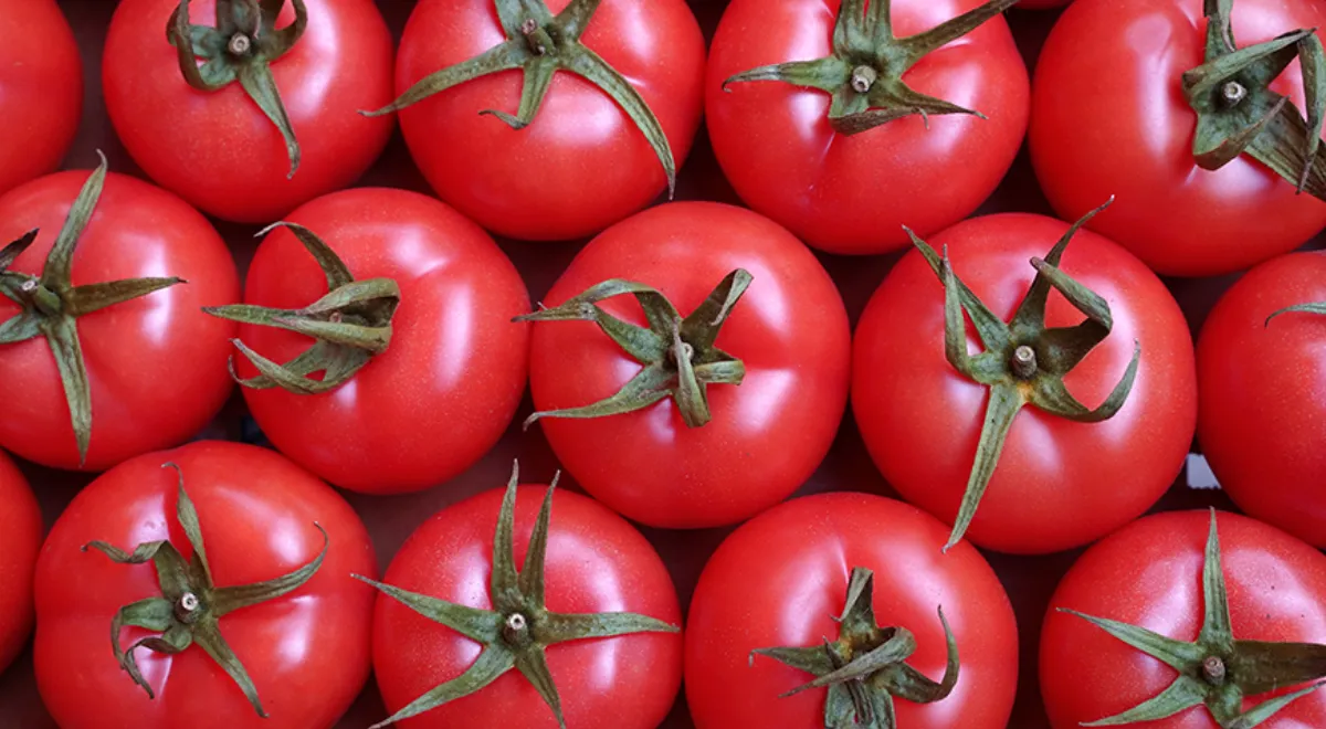 Как сохранить помидоры свежими на неделю и дольше — секретами поделилась фермер