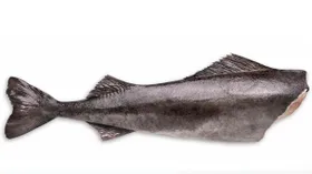 Угольная рыба