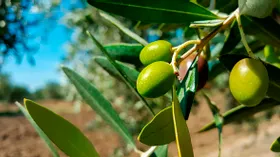 7 причин включить оливки в свой рацион