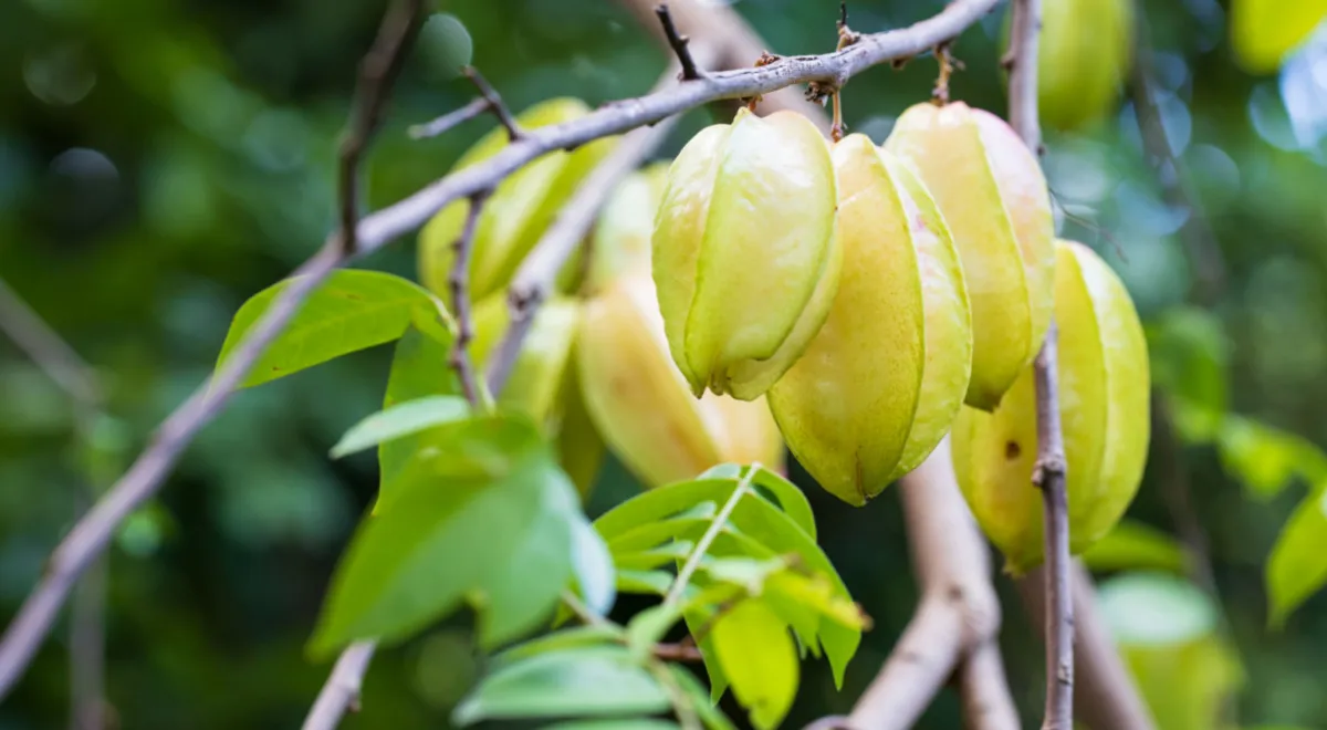 Плоды дерева карамбола Аверроа