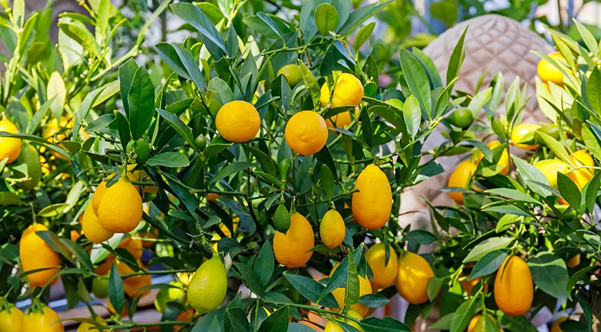 Гибрид кумквата с лаймом лаймкват отличается выраженной кислинкой