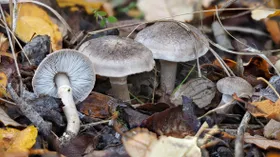 Чем примечателен гриб рядовка и с чем его есть