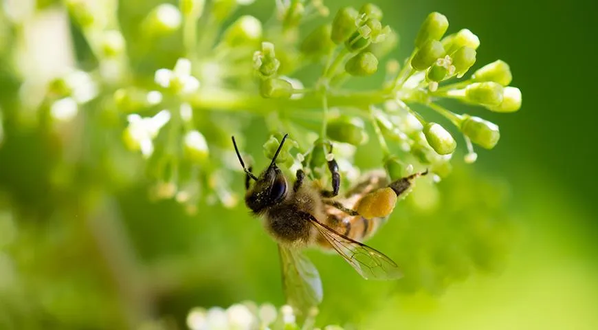 Полезные насекомые помогают виноградникам быть здоровыми