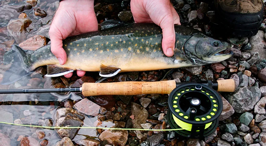 Средняя длина гольца — от 30 до 70 см, вес — от 0,5 до 3 кг