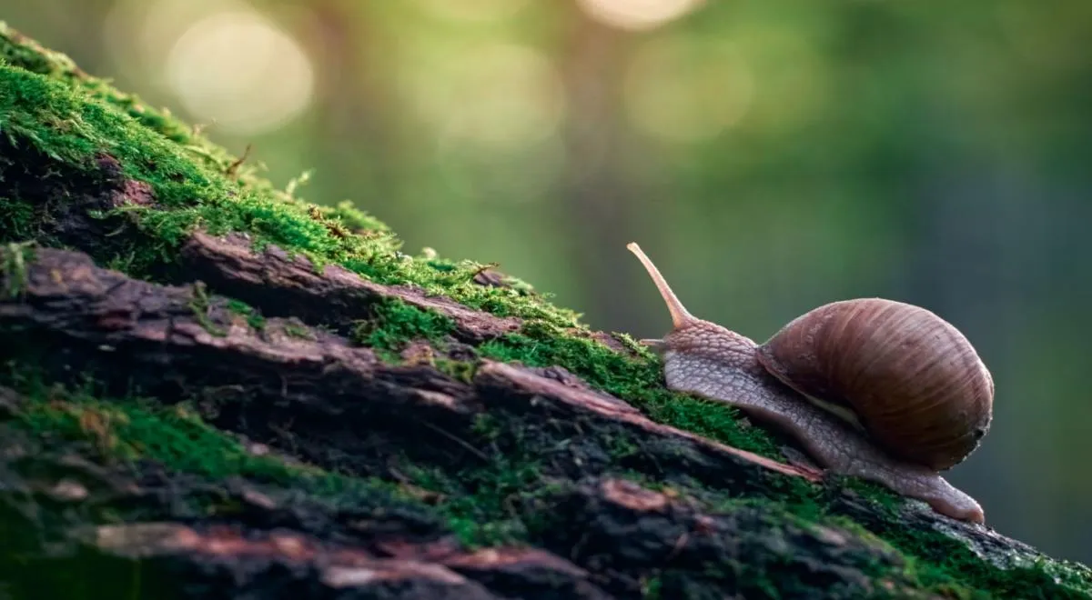 улитка горы. улитка фото. улитка ползет по дороге. ползет улитка по склону фудзи. улитка ползет по длинной дороге.