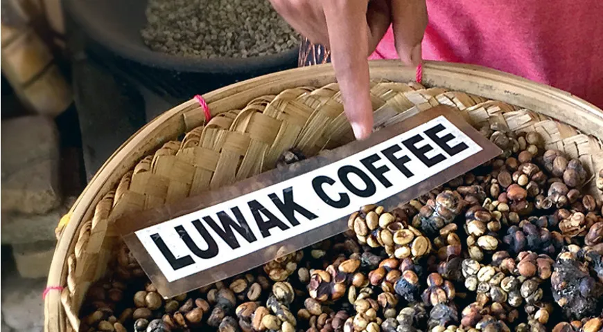 Кофе Лювак производится маленьким зверьком мусангом, который съедает в день до 1 килограмма кофейных зерен.